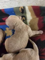 Primrose , a female Miniature Golden Retriever for sale in Knoxville, IA – 3 of 3
