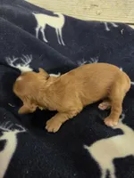 Bill, a male Cocker Spaniel for sale in Knoxville, IA – Photo 2 of 3