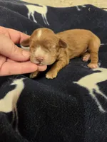 Bill, a male Cocker Spaniel for sale in Knoxville, IA – Photo 3 of 3