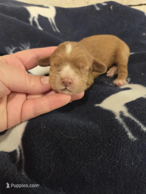 Bill – Cocker Spaniel puppy for sale in Knoxville, IA