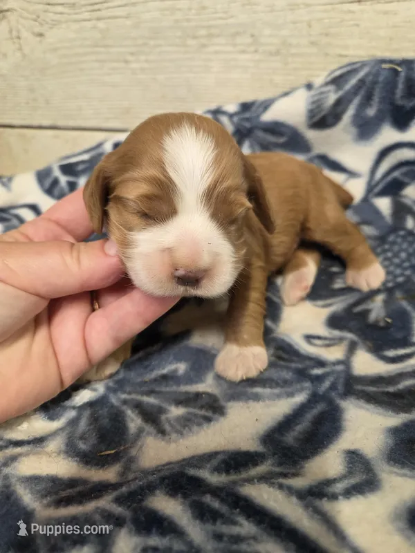 Ted – Cocker Spaniel puppy for sale in Knoxville, IA