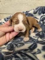 Ted, a male Cocker Spaniel for sale in Knoxville, IA – Photo 1 of 3