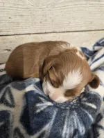 Ted, a male Cocker Spaniel for sale in Knoxville, IA – Photo 2 of 3