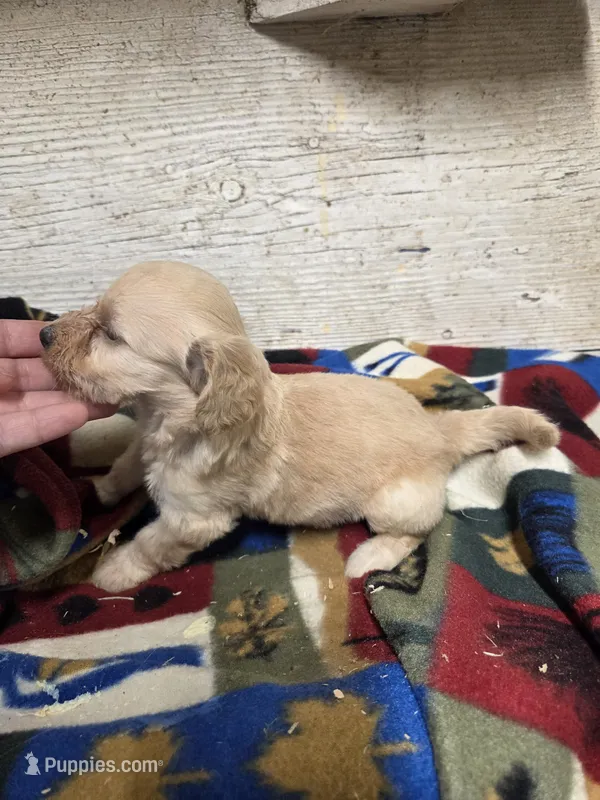 Enid – Doxiepoo puppy for sale in Knoxville, IA