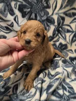 Amarillo, a female Cockapoo for sale in Knoxville, IA – 2 of 3