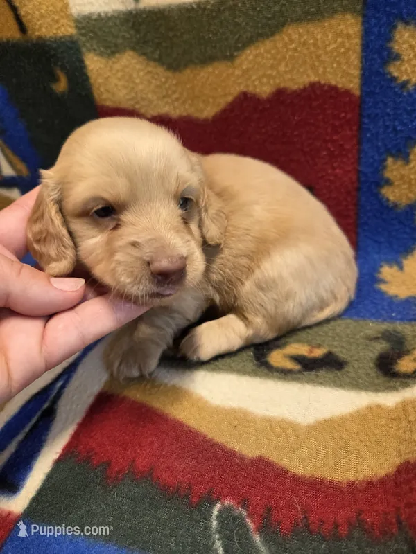 Burrito Long-haired  – Miniature Dachshund puppy for sale in Knoxville, IA