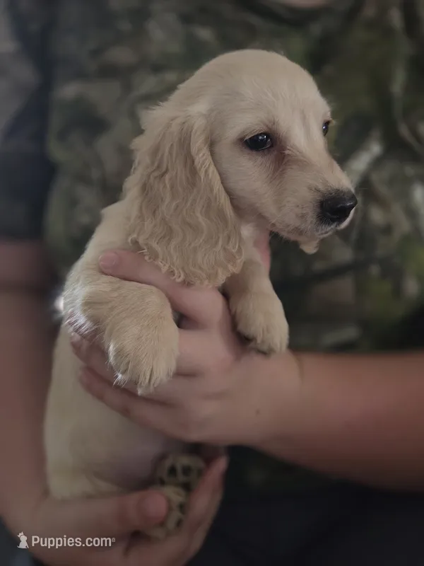 Snowy – Miniature Dachshund puppy for sale in Knoxville, IA