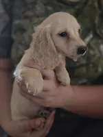 Snowy, a female Miniature Dachshund for sale in Knoxville, IA – 1 of 2