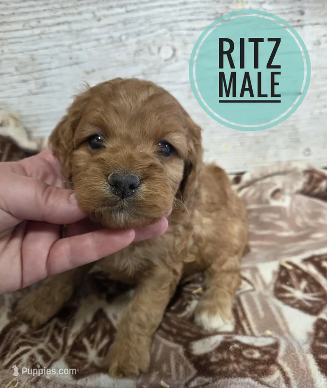Ritz – Cockapoo puppy for sale in Knoxville, IA