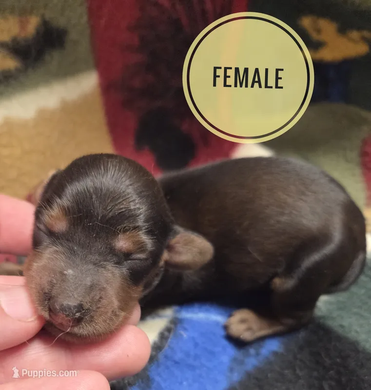 Pickles long haired  – Miniature Dachshund puppy for sale in Knoxville, IA