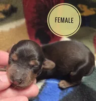 Pickles long haired , a female Miniature Dachshund for sale in Knoxville, IA – 1 of 3