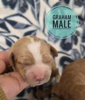 Graham , a male Cockapoo for sale in Knoxville, IA – Photo 1 of 2