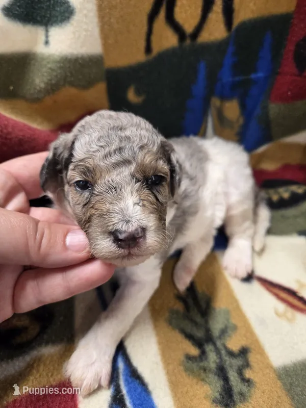 Kingston  – Poodle - Miniature  puppy for sale in Knoxville, IA