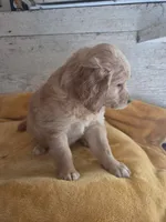Germain , a male Miniature Golden Retriever for sale in Knoxville, IA – 4 of 4