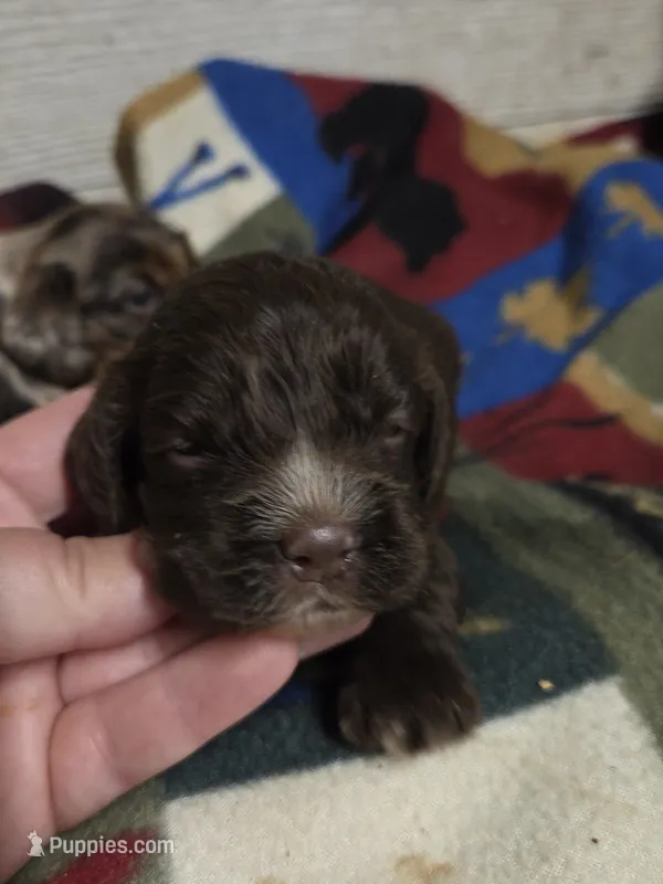 Dove – Cocker Spaniel puppy for sale in Knoxville, IA