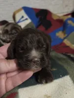 Dove, a female Cocker Spaniel for sale in Knoxville, IA – 1 of 2