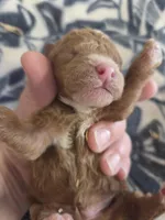 Sparrow moyen size, a male Poodle - Standard  for sale in Knoxville, IA – Photo 2 of 2