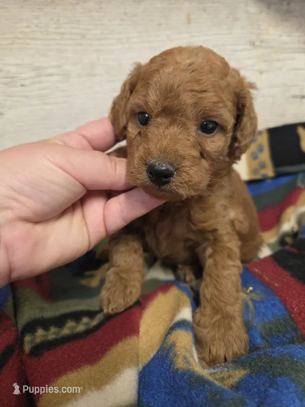 Rhubarb Moyen size  – Poodle - Miniature  puppy for sale in Knoxville, IA