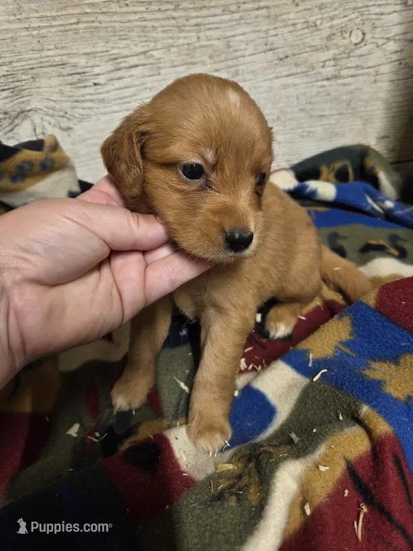 Pigeon – Miniature Golden Retriever puppy for sale in Knoxville, IA