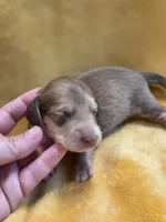 Toasty long-haired , a male Miniature Dachshund for sale in Knoxville, IA – 3 of 4