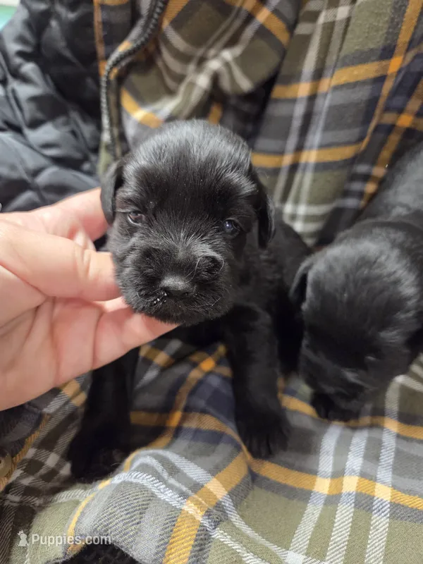 Mint – Miniature Schnauzer puppy for sale in Knoxville, IA