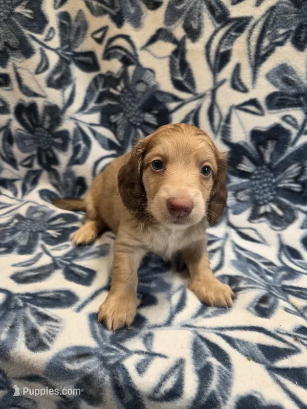 Jimmy Dean long-haired  – Miniature Dachshund puppy for sale in Knoxville, IA