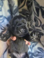 Betty, a female Miniature Schnauzer for sale in Knoxville, IA – 3 of 3