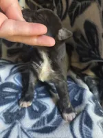 Julius, a male Miniature Schnauzer for sale in Knoxville, IA – 2 of 3