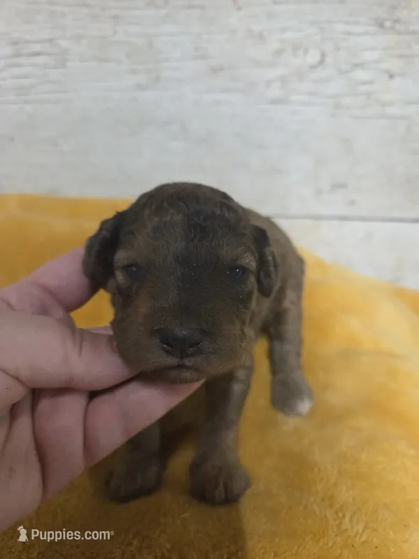 Marge – Miniature Aussiedoodle puppy for sale in Knoxville, IA