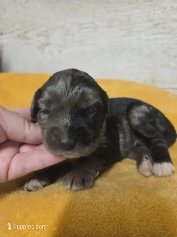 Homer – Miniature Aussiedoodle puppy for sale in Knoxville, IA