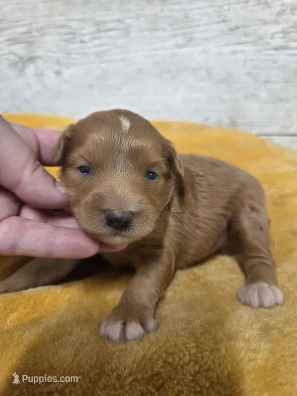 Bart – Miniature Aussiedoodle puppy for sale in Knoxville, IA