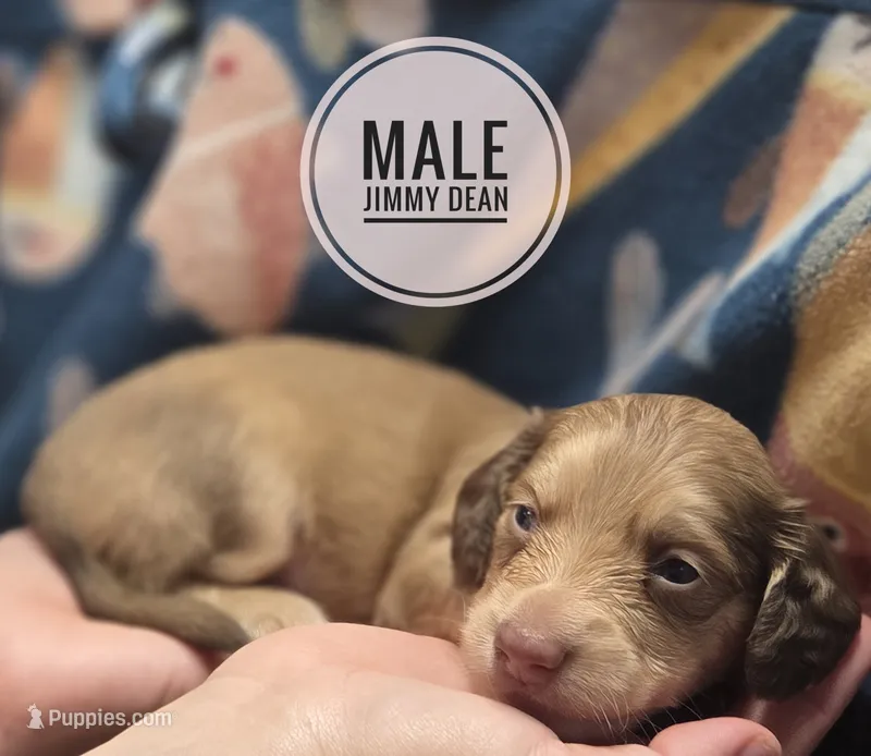 Jimmy Dean long-haired  – Miniature Dachshund puppy for sale in Knoxville, IA