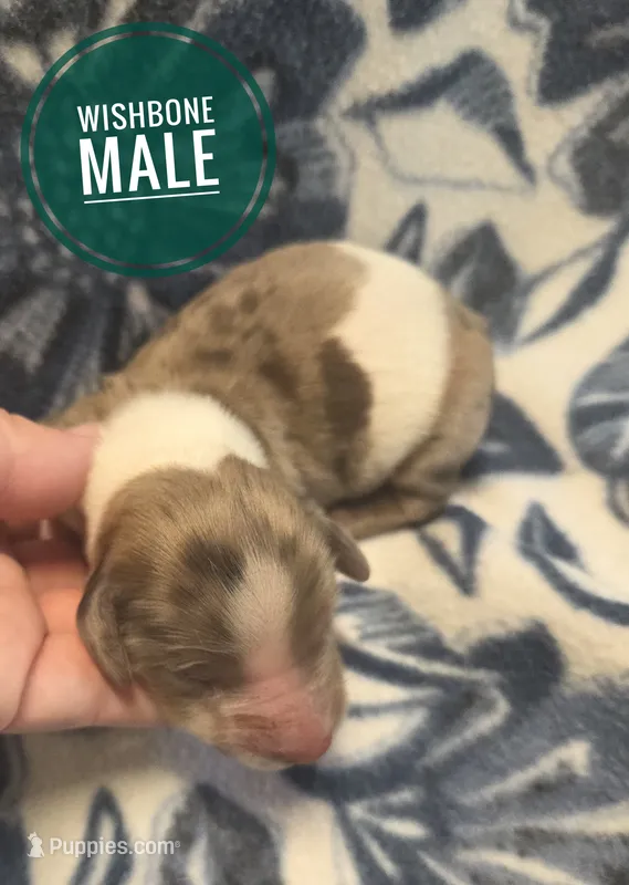 Wishbone  – Miniature Dachshund puppy for sale in Knoxville, IA