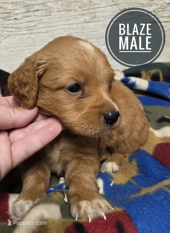 Blaze – Miniature Golden Retriever puppy for sale in Knoxville, IA