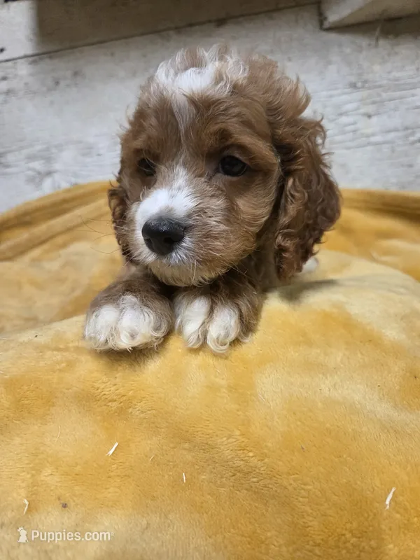 Abraham – Cockapoo puppy for sale in Knoxville, IA