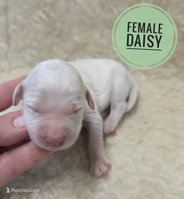 Daisy  – Miniature Golden Retriever puppy for sale in Knoxville, IA