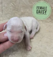 Daisy , a female Miniature Golden Retriever for sale in Knoxville, IA – 1 of 2