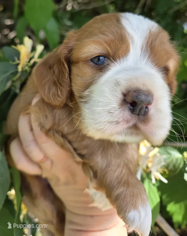 Ted two blue eyes! – Cocker Spaniel puppy for sale in Knoxville, IA
