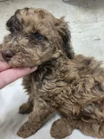 Pillsbury , a male Poodle - Miniature  for sale in Knoxville, IA – 2 of 4