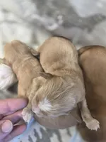 Clayton, a male Miniature Golden Retriever for sale in Knoxville, IA – Photo 2 of 2