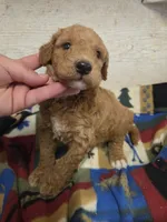 Ducky, a male Poodle - Standard  for sale in Knoxville, IA – 2 of 2