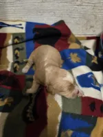 Magpie, a female Miniature Golden Retriever for sale in Knoxville, IA – 2 of 2
