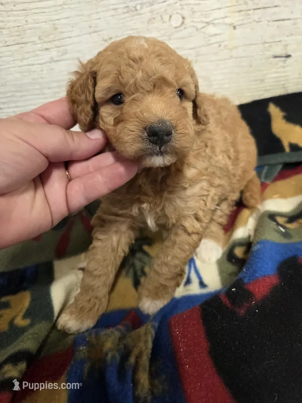 Apricot MOYEN SIZE  – Poodle - Miniature  puppy for sale in Knoxville, IA