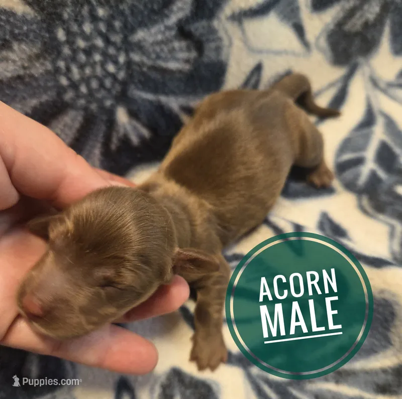 Acorn Long-haired  – Miniature Dachshund puppy for sale in Knoxville, IA