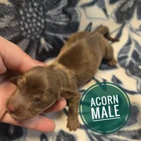 Acorn Long-haired , a male Miniature Dachshund for sale in Knoxville, IA – 1 of 2