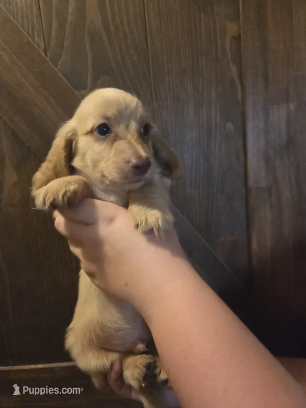 Burrito Long-haired  – Miniature Dachshund puppy for sale in Knoxville, IA