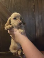 Burrito Long-haired , a male Miniature Dachshund for sale in Knoxville, IA – 1 of 2
