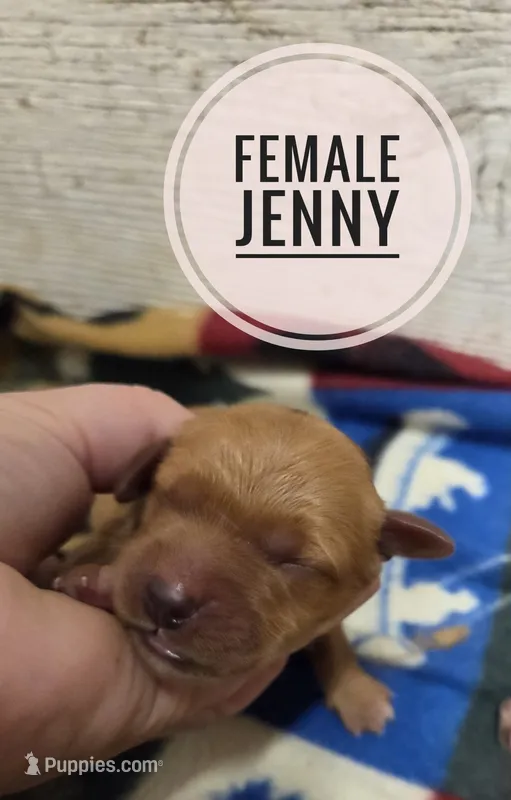 Jenny  – Miniature Golden Retriever puppy for sale in Knoxville, IA