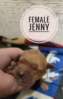 Jenny , a female Miniature Golden Retriever for sale in Knoxville, IA – 1 of 1