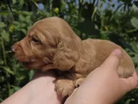 Frank long-haired blue eyes, a male Miniature Dachshund for sale in Knoxville, IA – 1 of 3
